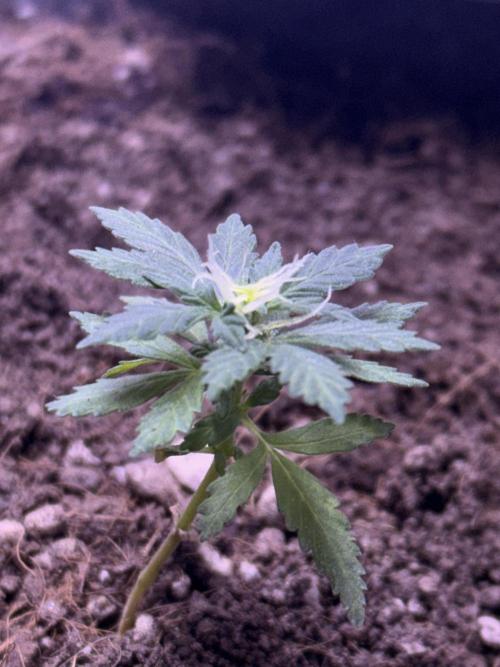 Runtz Auto. Week 6