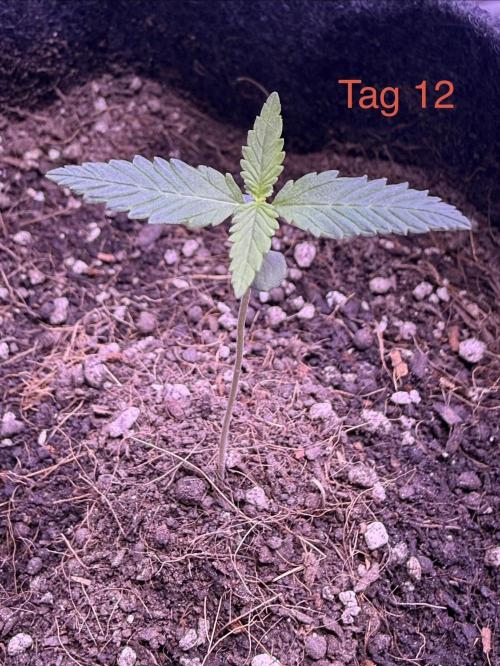 Wedding Cake Auto. Week 2
