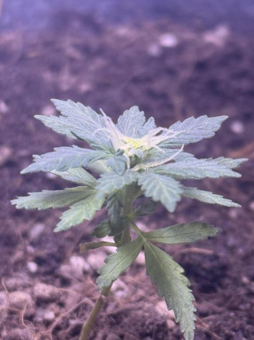 Runtz auto. Week 6