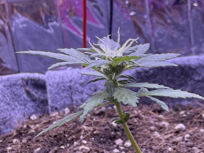 Runtz auto. Week 6