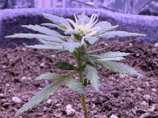 Runtz auto. Week 6