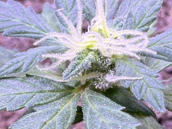Runtz Auto. Week 6