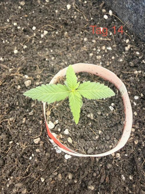 Wedding Cake Auto. Week 2