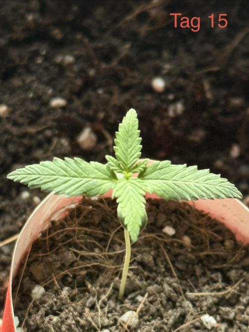 Wedding Cake Auto. Week 3