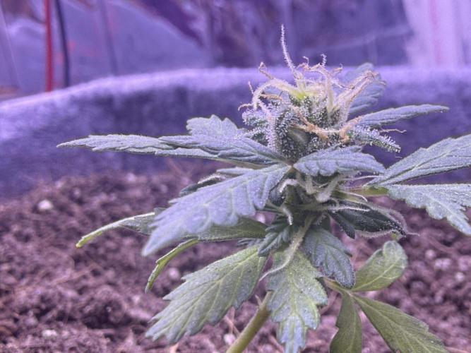 Runtz auto. Week 7