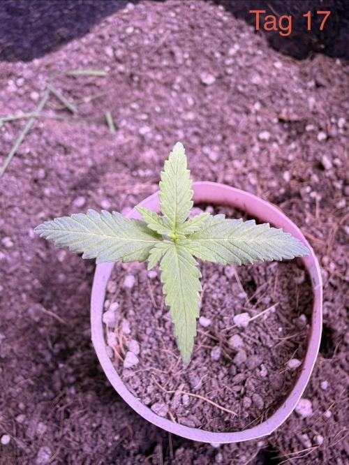 Wedding Cake Auto. Week 3