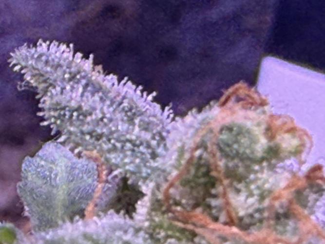 Runtz auto. Week 9
