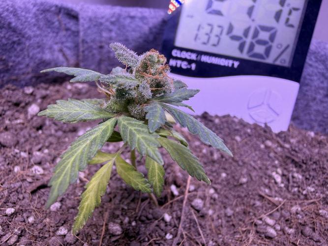 Runtz auto. Week 9