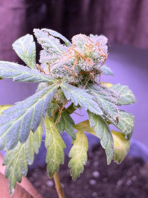 Runtz auto. Week 10