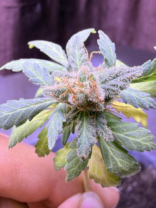 Runtz auto. Week 10