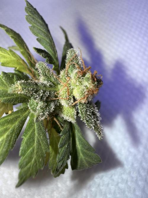 Runtz auto. Week 10