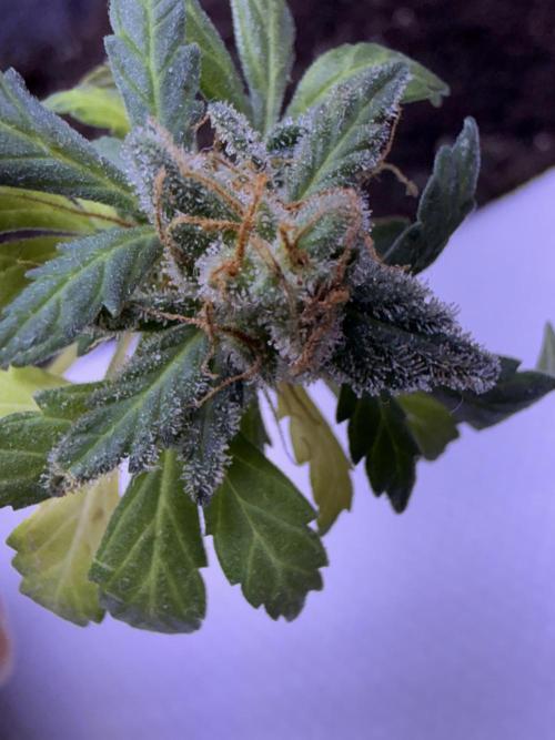 Runtz auto. Week 10