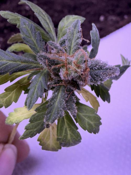 Runtz auto. Week 10