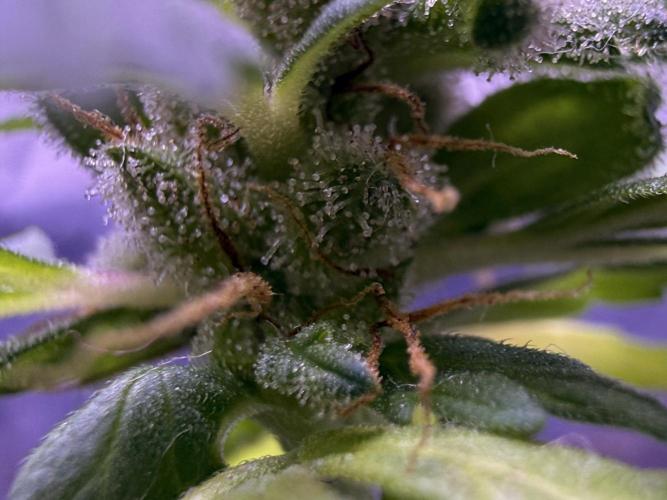 Runtz auto. Week 10