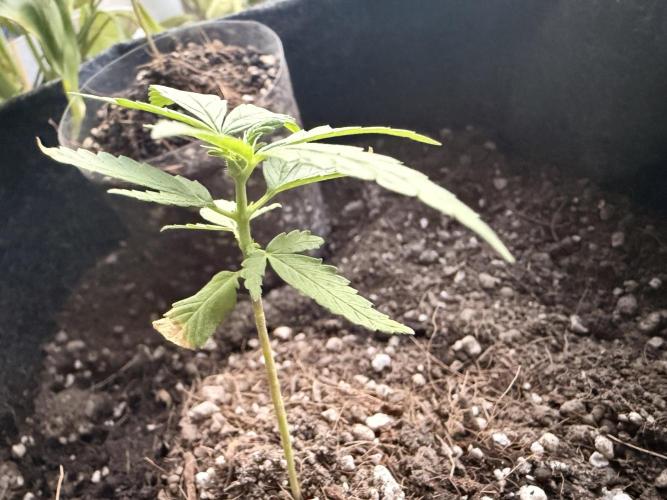 Wedding Cake Auto. Week 5