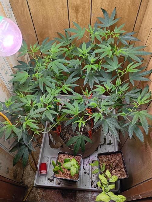 Mom's meds. Week 2