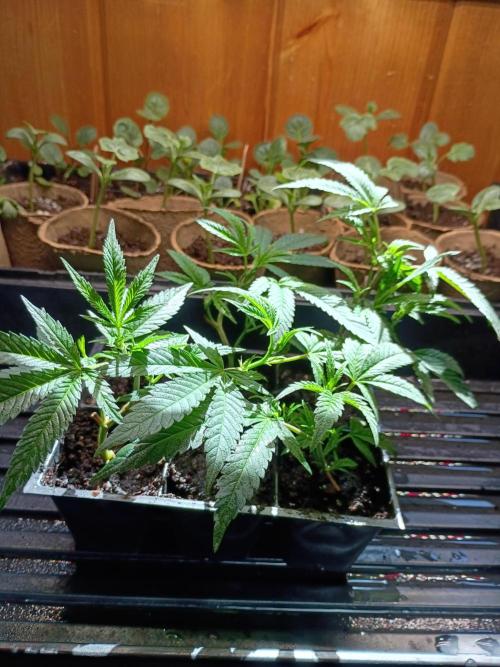 Mom's meds. Week 2
