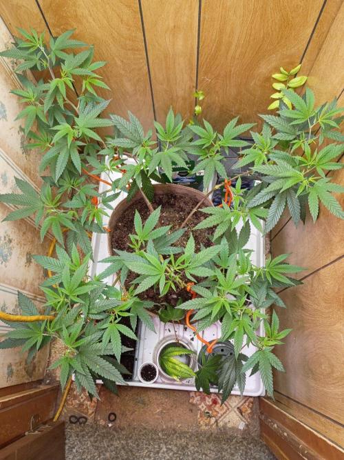 Mom's meds. Week 2