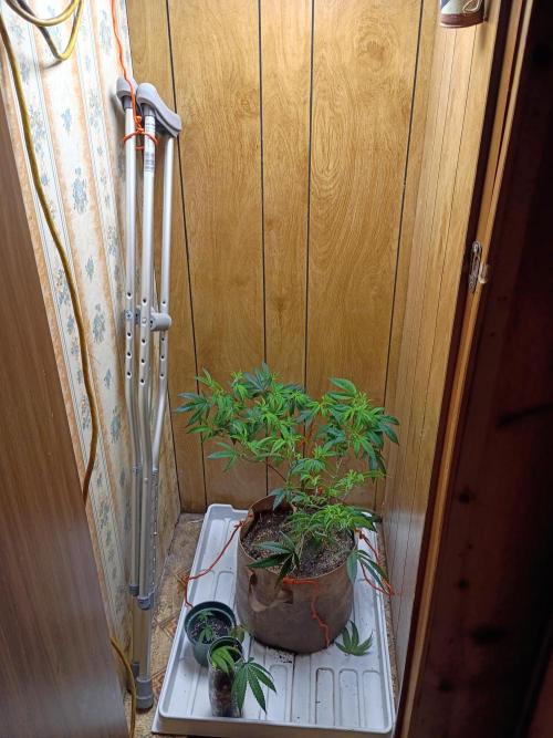 Mom's meds. Week 2