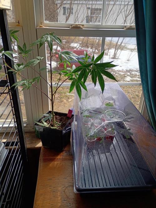 Mom's meds. Week 2 - March 11th 