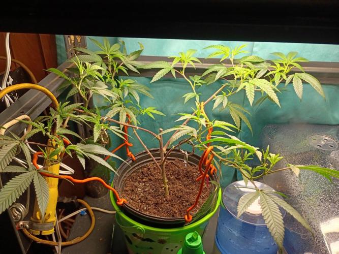 Mom's meds. Week 2 - March 22nd 