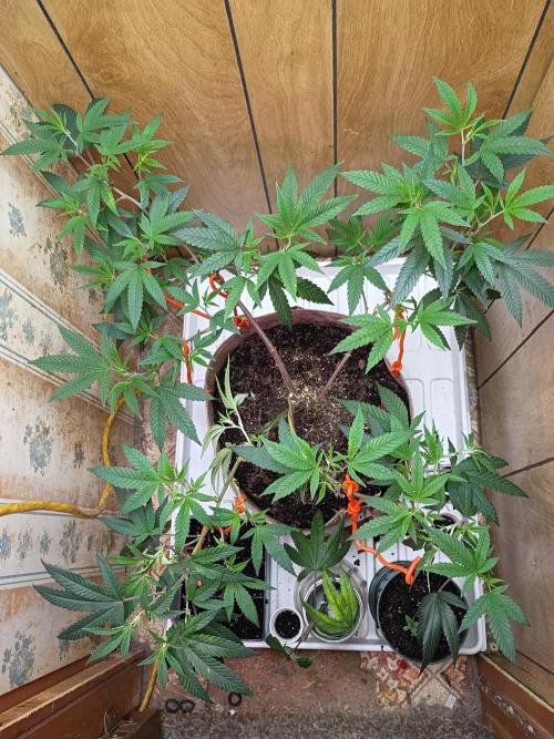 Mom's meds. Week 2 - April 12th