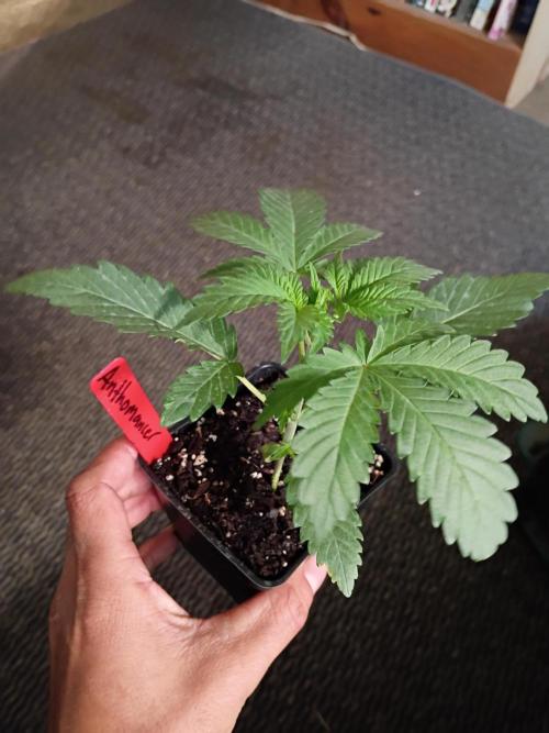 Mom's meds. Week 2 - 420