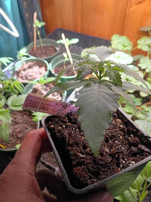 Mom's meds. Week 2 - 420