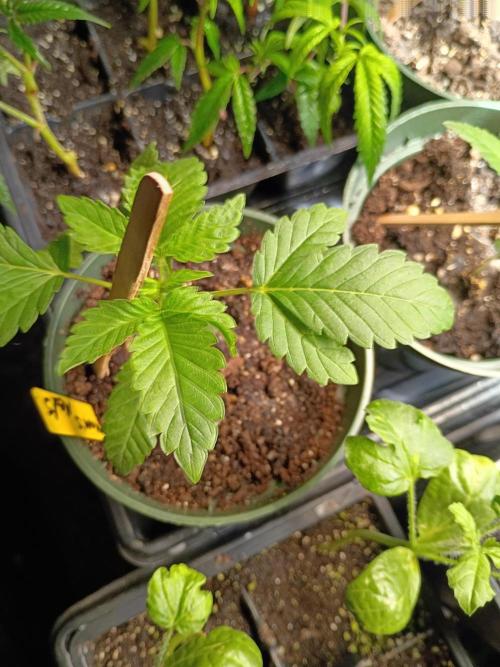 Mom's meds. Week 2 - 411