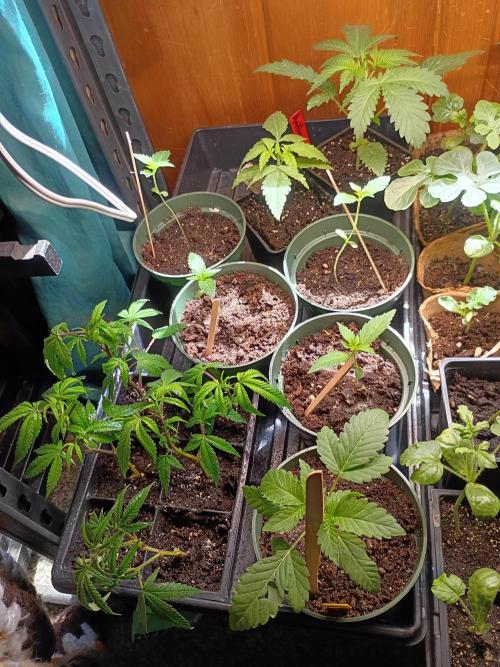 Mom's meds. Week 2 - 420