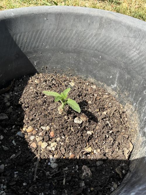 1st grow. Week 2