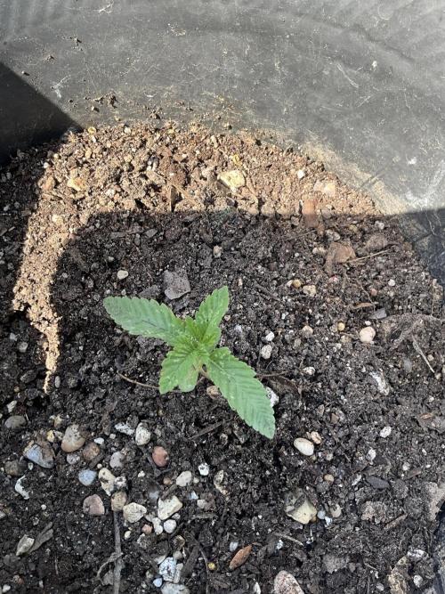 1st grow. Week 2