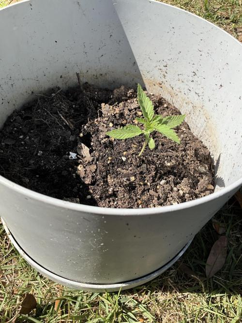 1st grow. Week 2