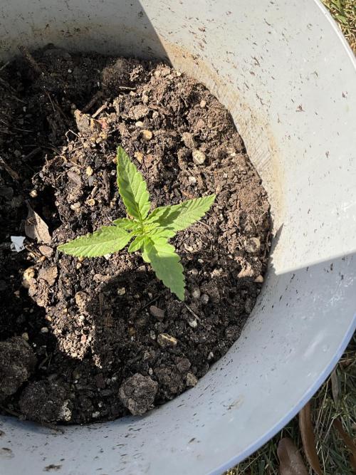 1st grow. Week 2