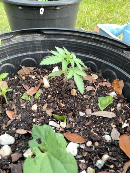1st grow. Week 3