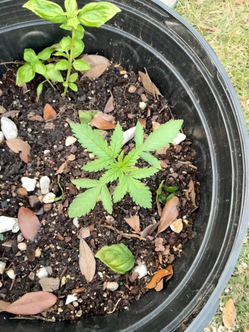 1st grow. Week 3