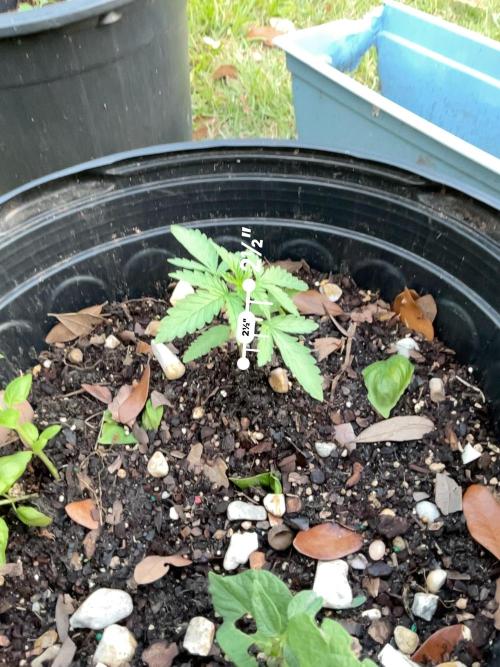 1st grow. Week 3