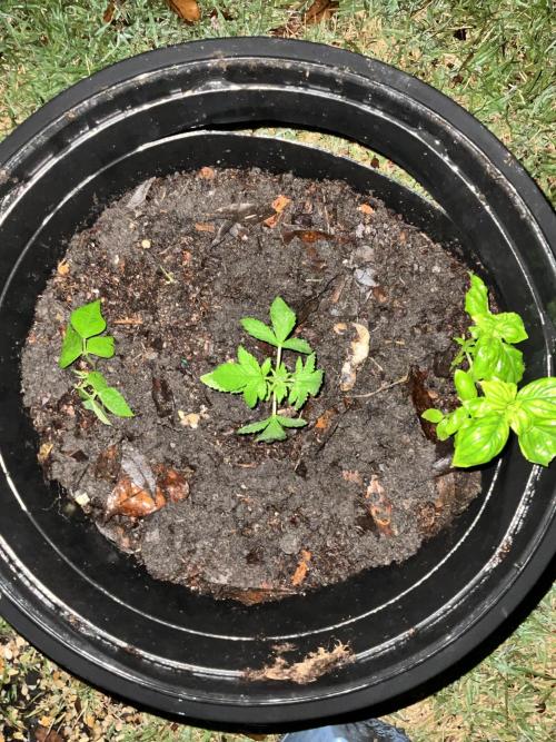 1st grow. Week 3