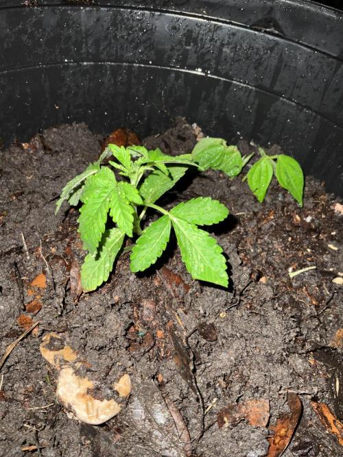 1st grow. Week 3