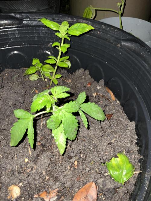 1st grow. Week 3