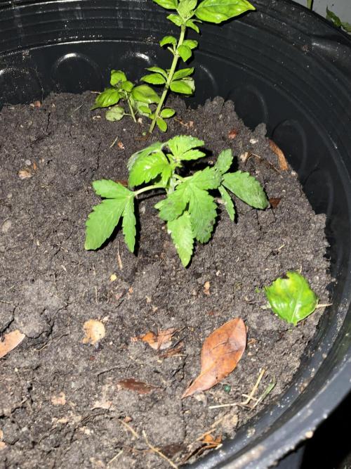 1st grow. Week 3