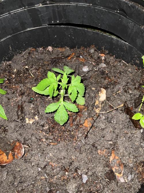 1st grow. Week 3