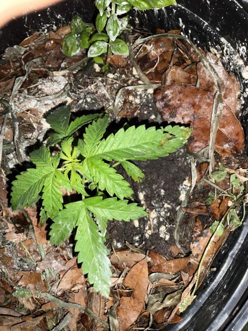 1st grow. Week 4