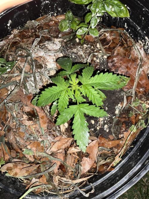 1st grow. Week 4