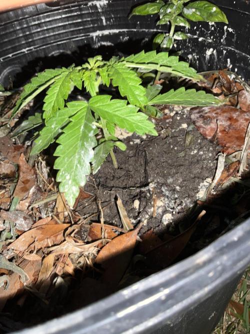 1st grow. Week 4