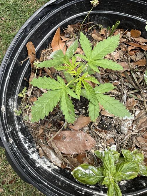 1st grow. Week 4
