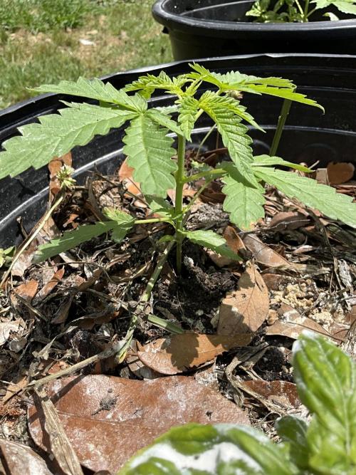 1st grow. Week 4