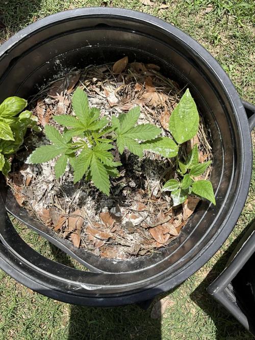 1st grow. Week 4