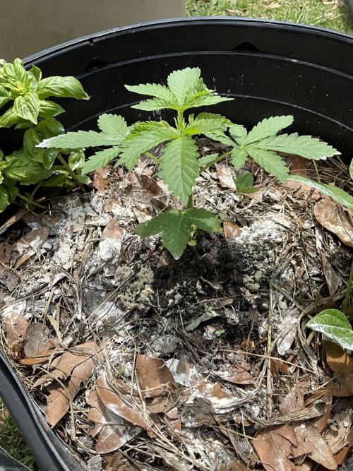 1st grow. Week 4