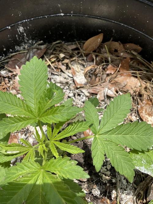 1st grow. Week 4